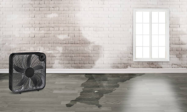 Best Water damage contractors near me  in Shaker Heights, OH
